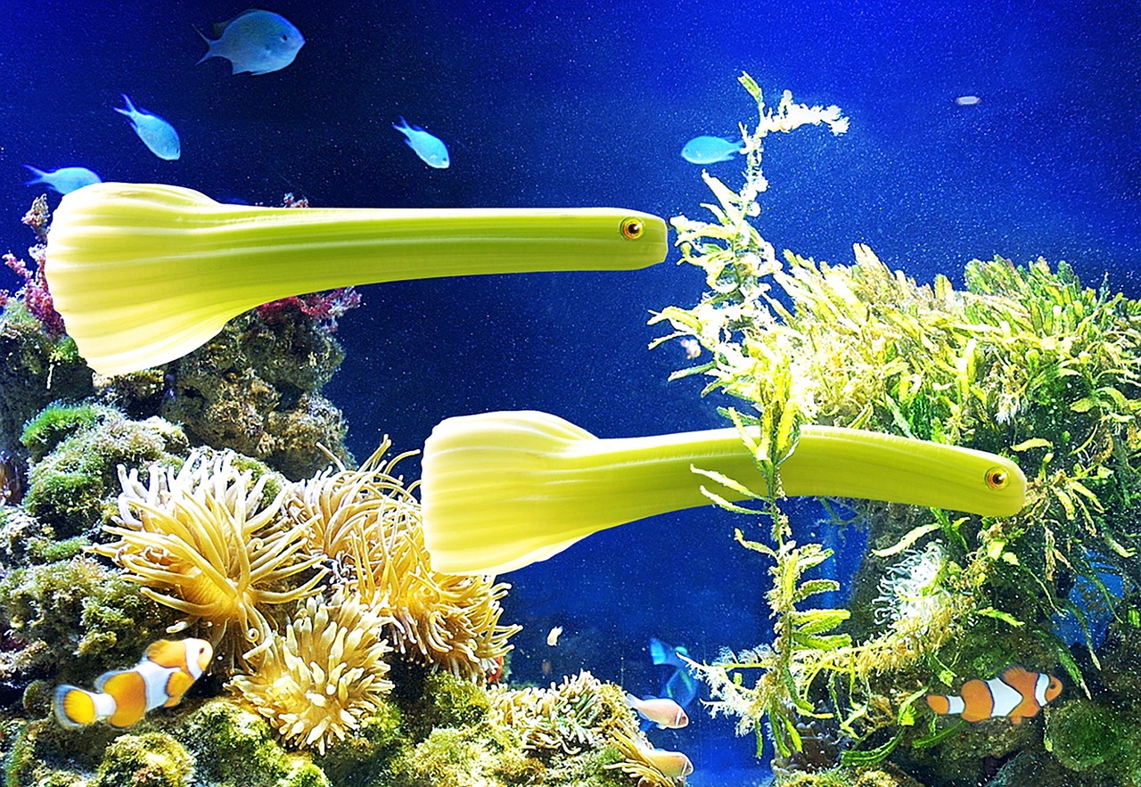 Celery