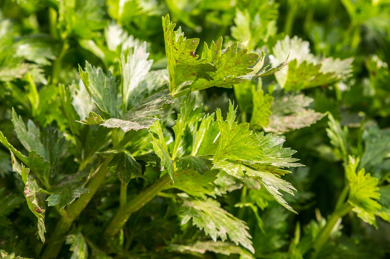 Celery