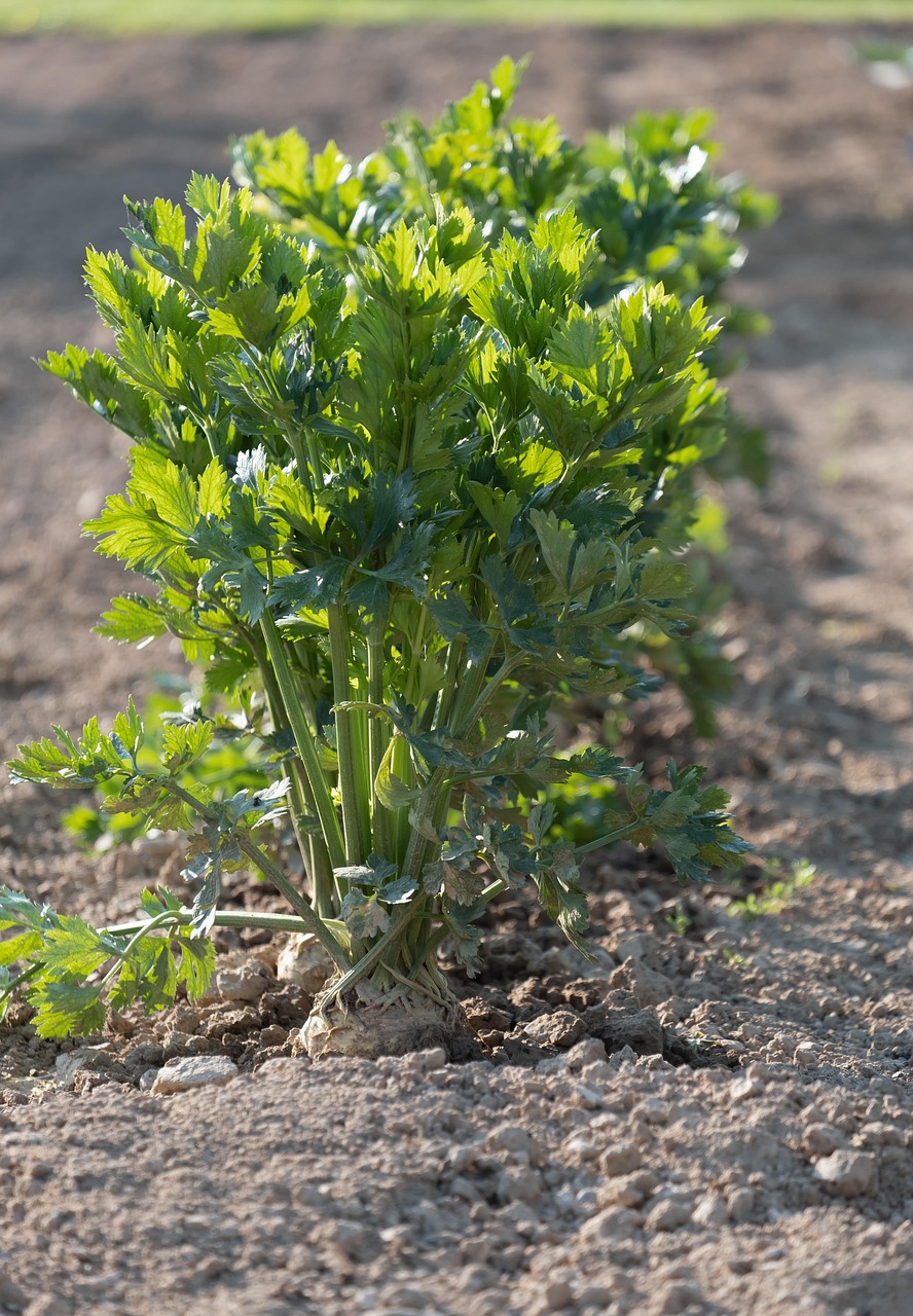 Celery