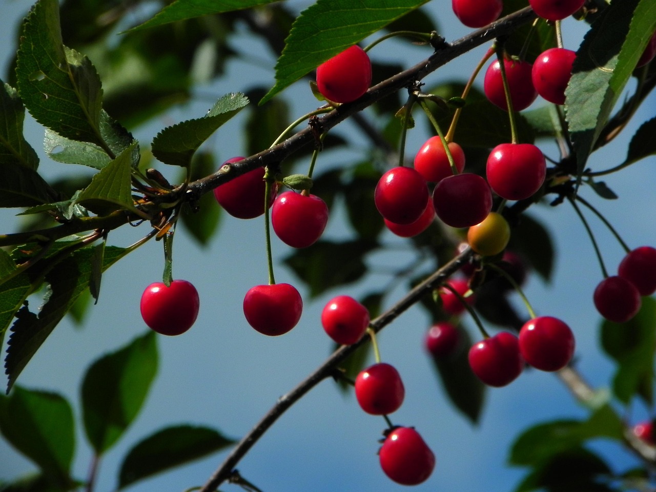 Cherries