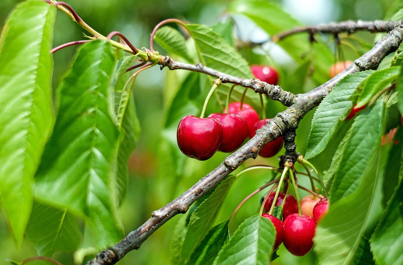 Cherries