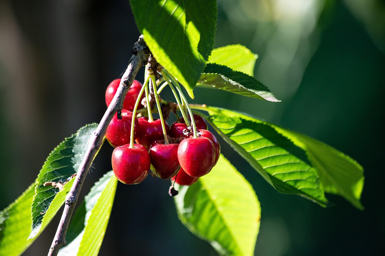 Cherries