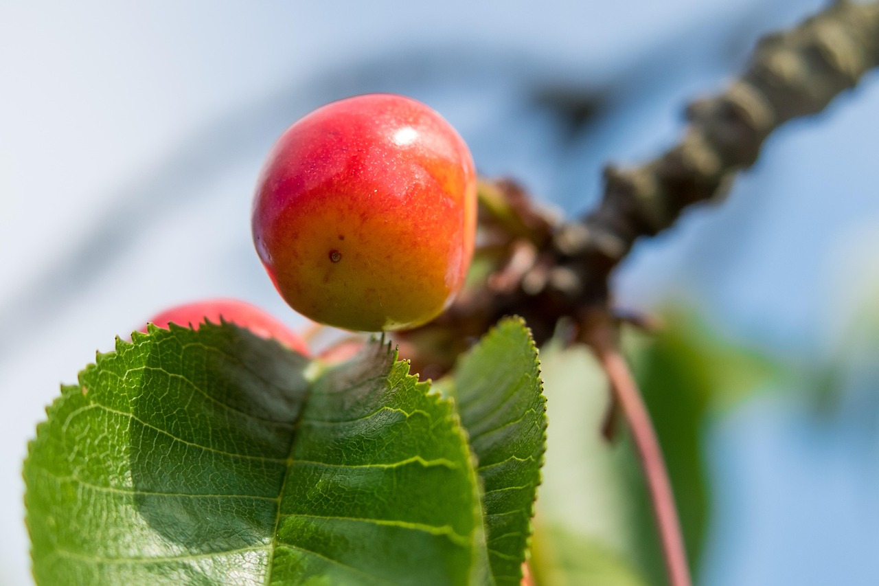 Cherries