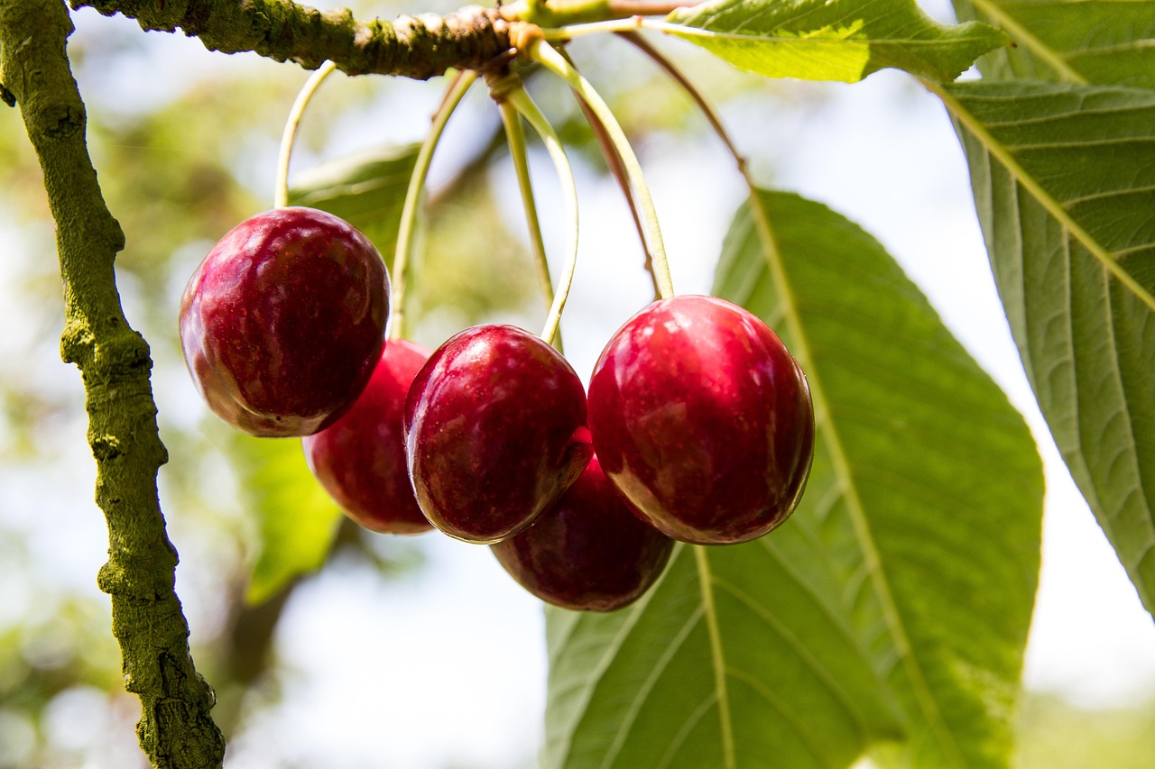 Cherries