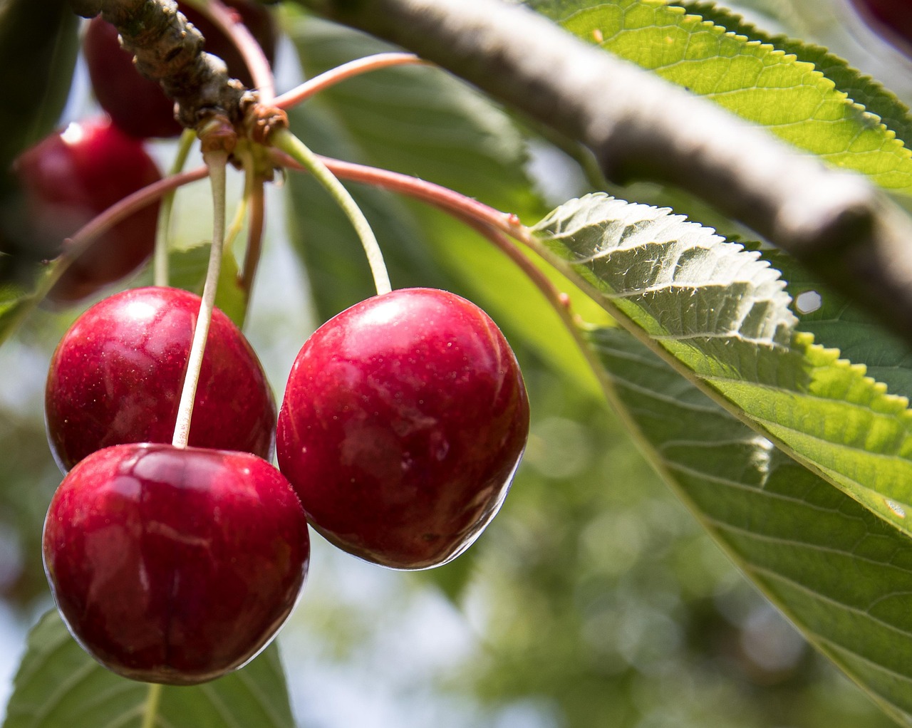 Cherries