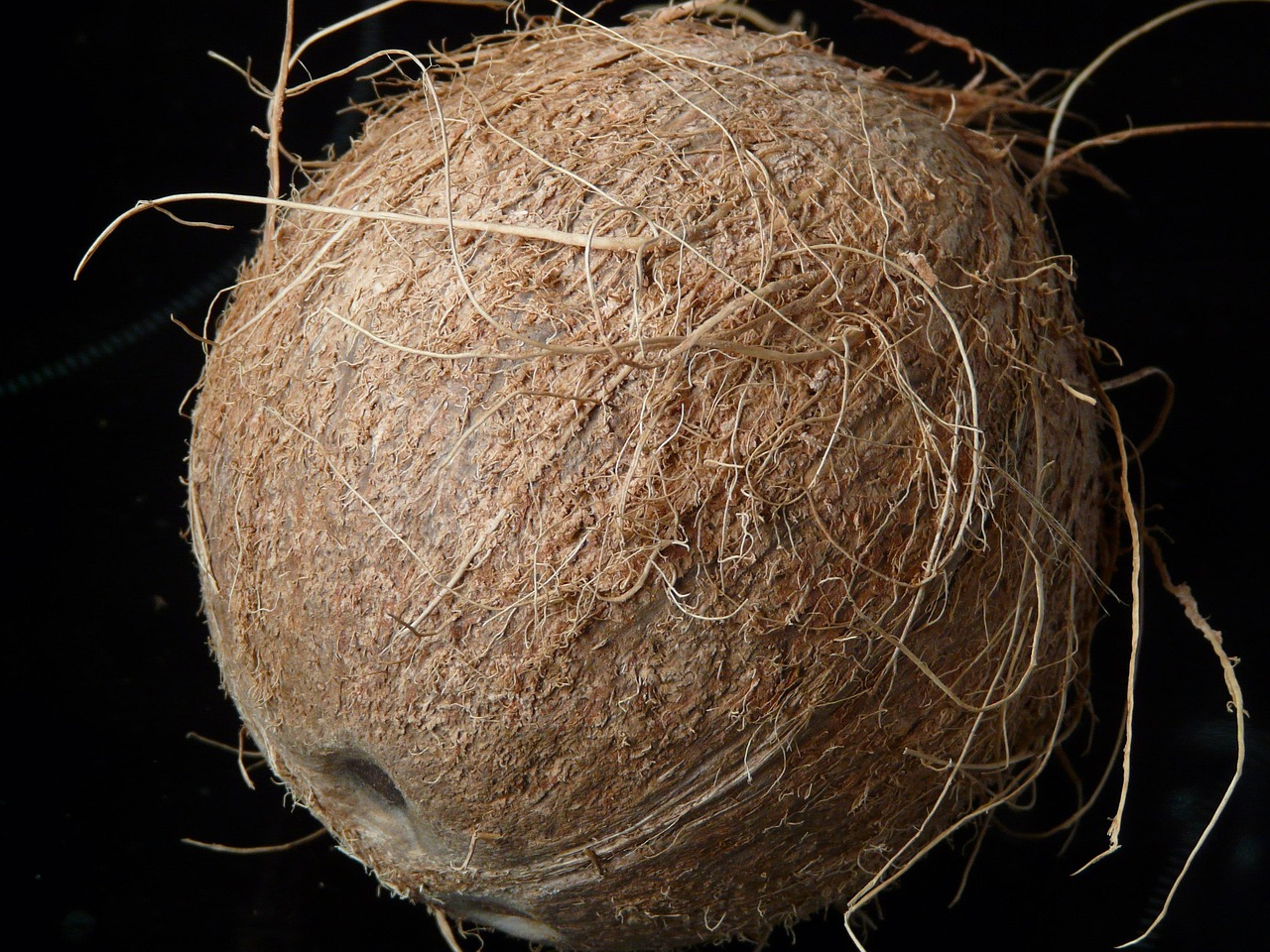 Coconut