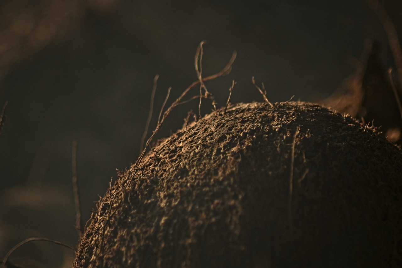 Coconut