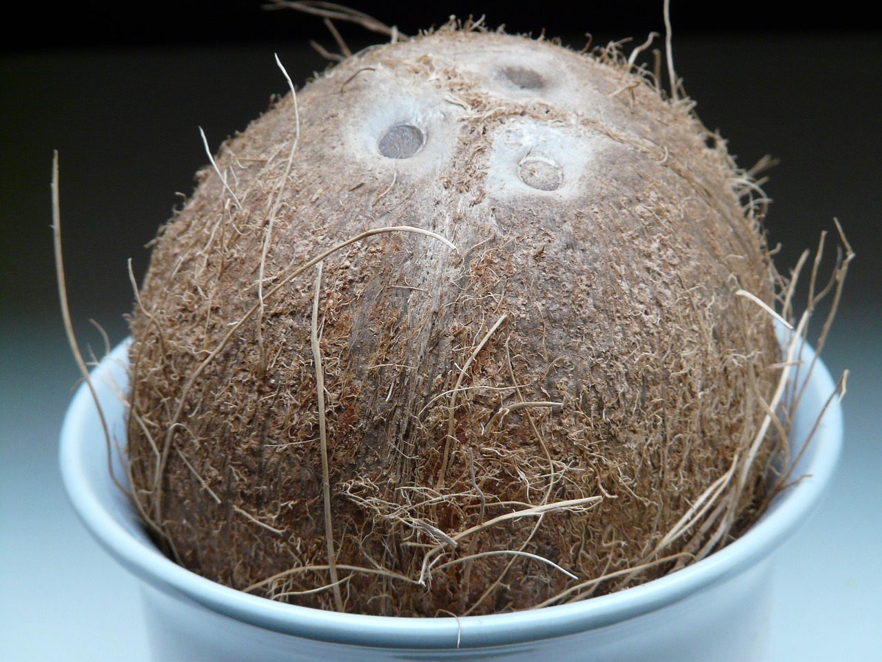 Coconut