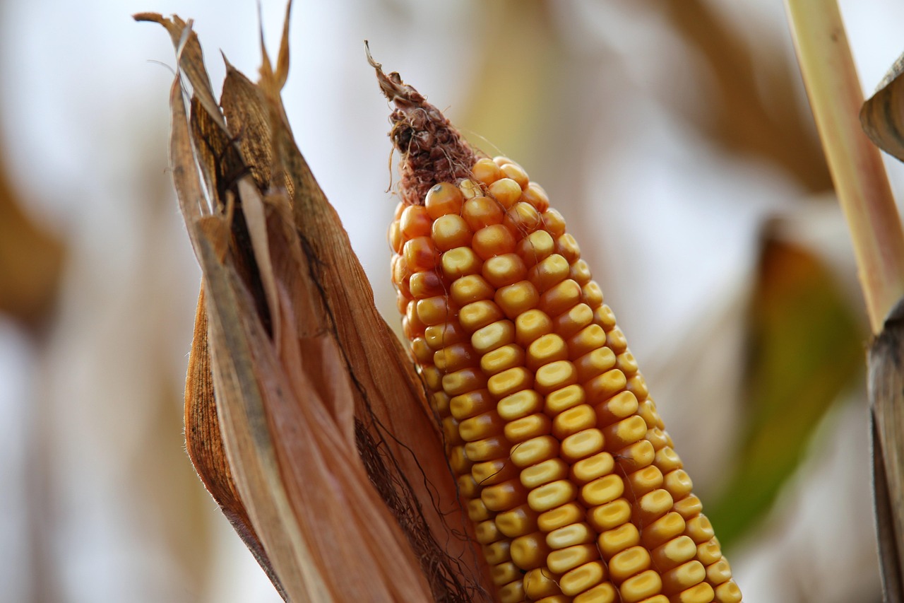Corn