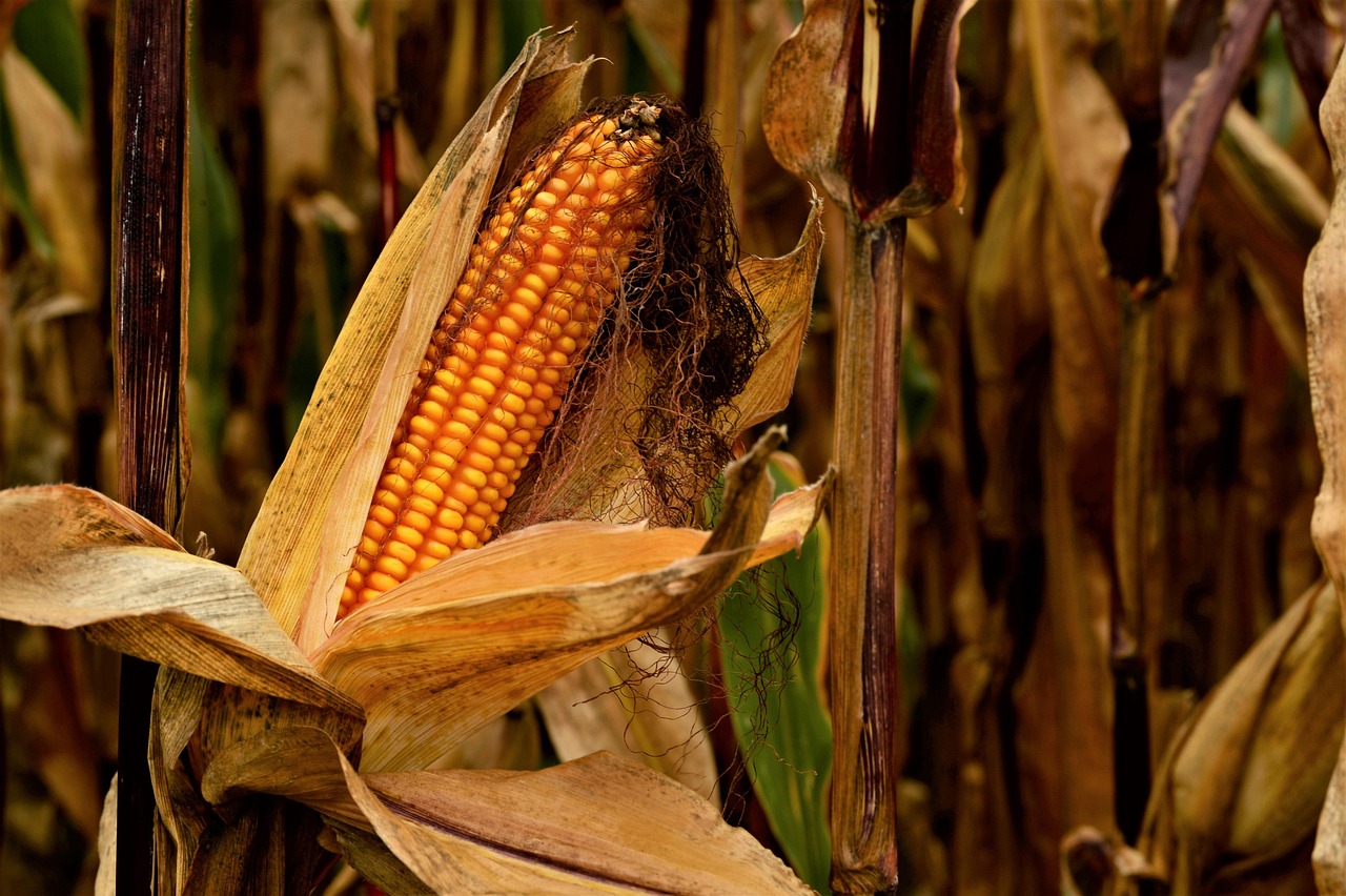 Corn