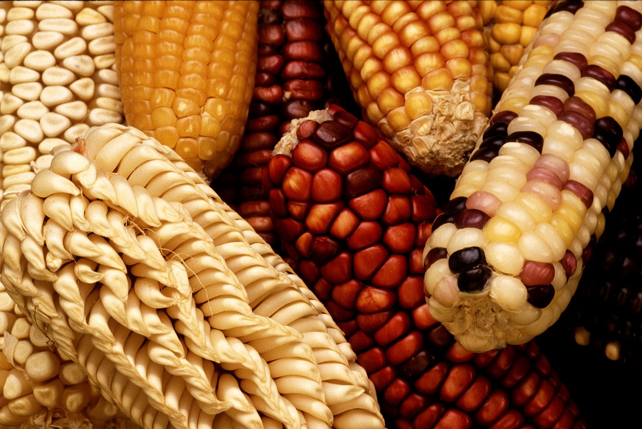 Corn
