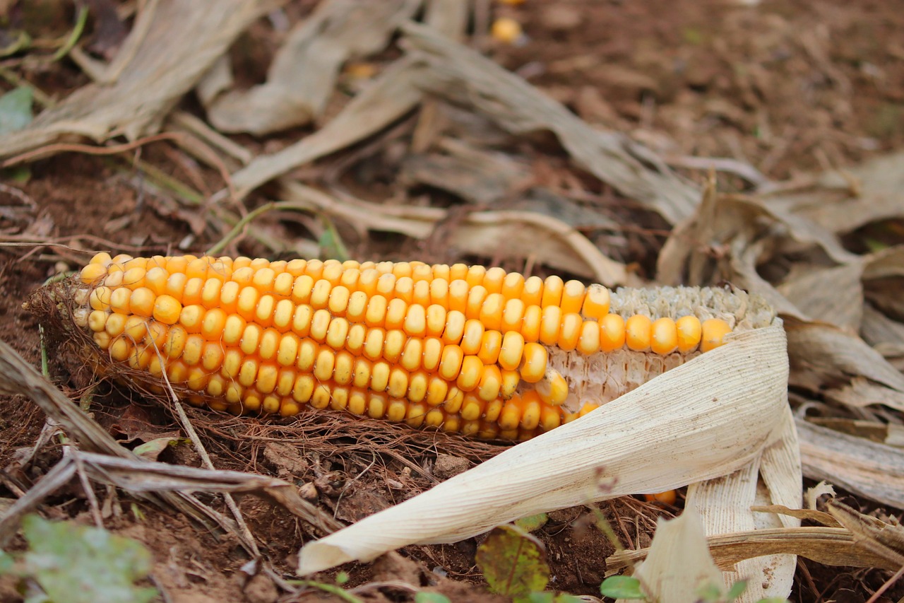 Corn