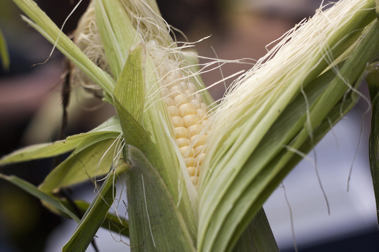 Corn