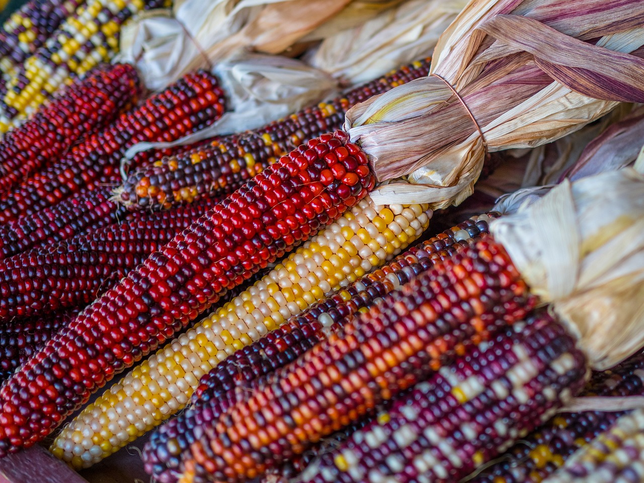 Corn