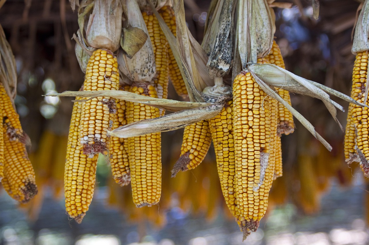 Corn