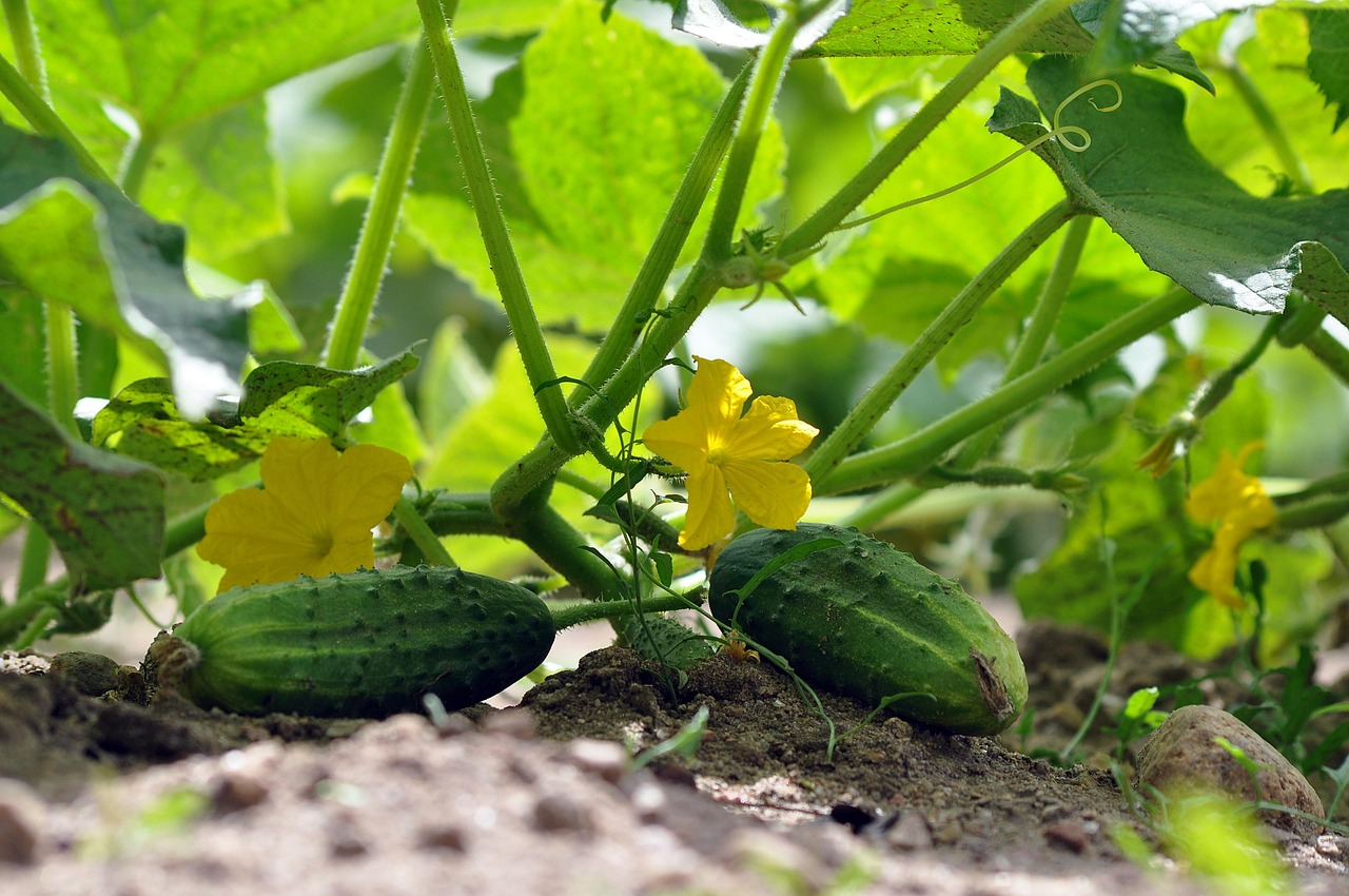 Cucumber