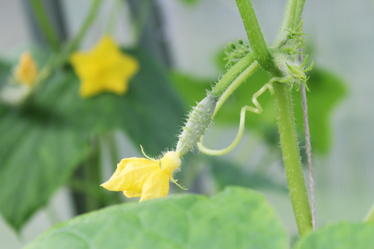 Cucumber