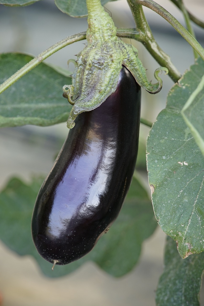 Eggplant