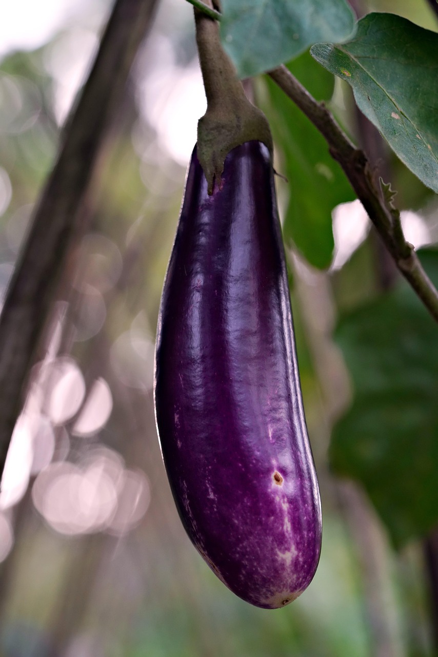 Eggplant