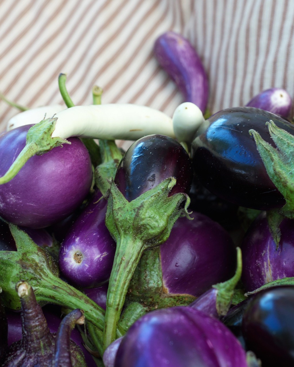 Eggplant