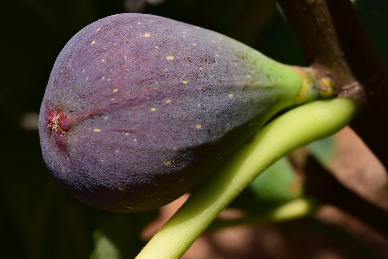 Fig