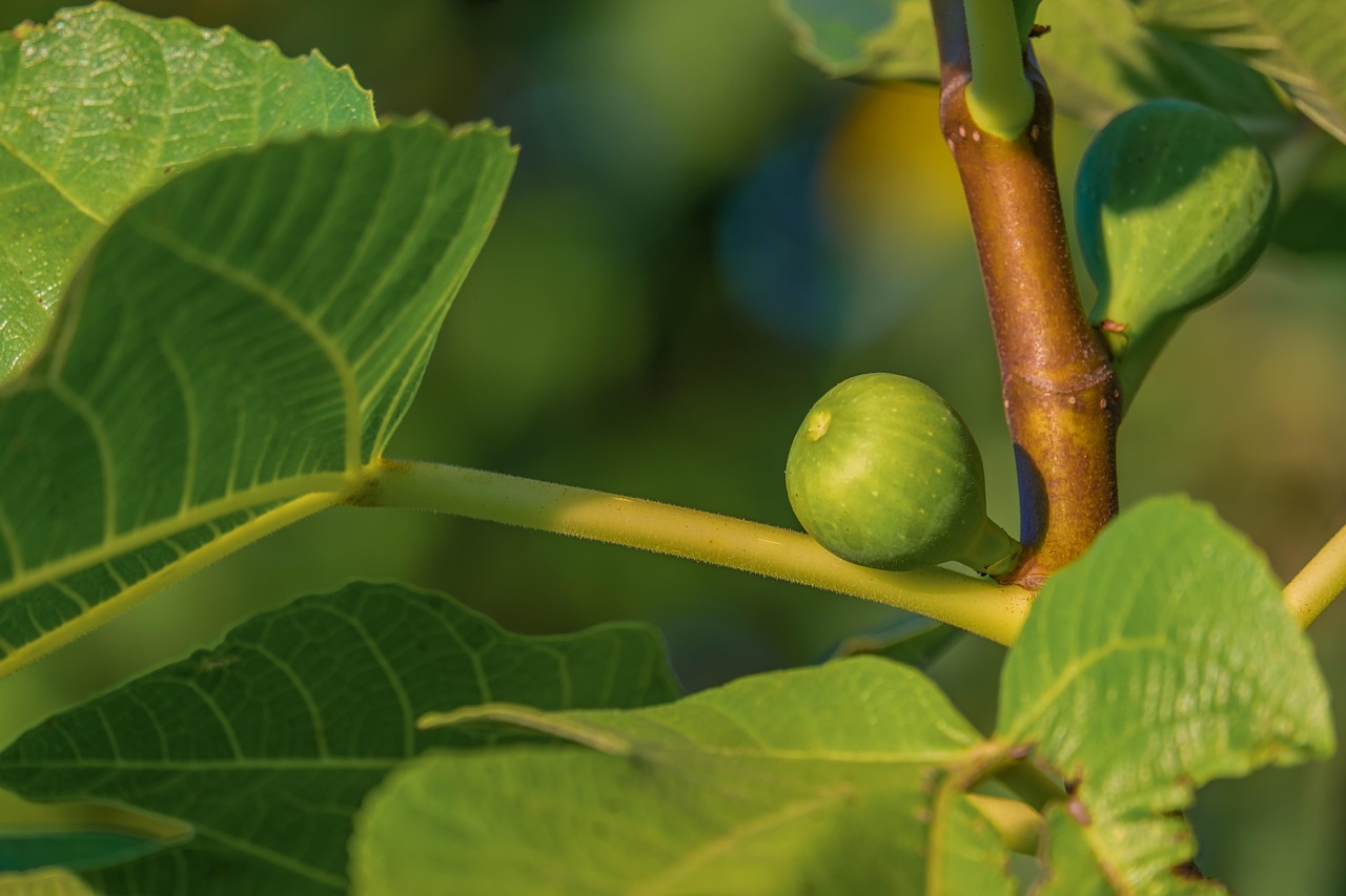 Fig