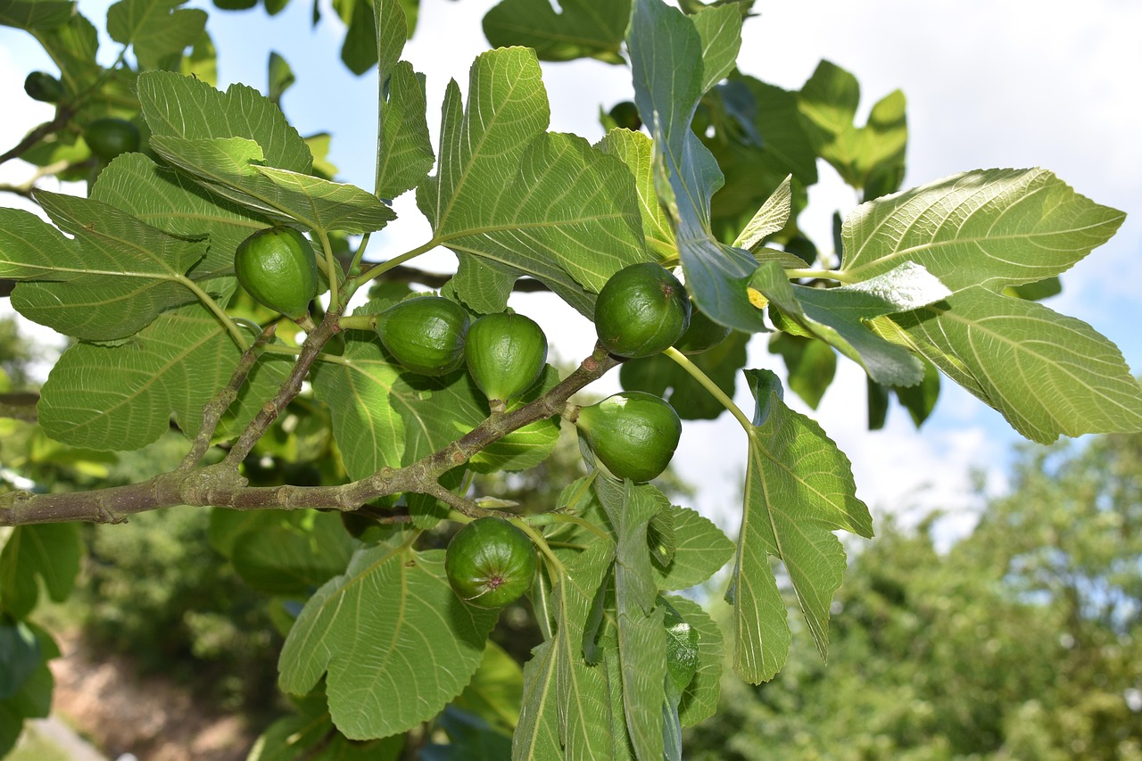 Fig