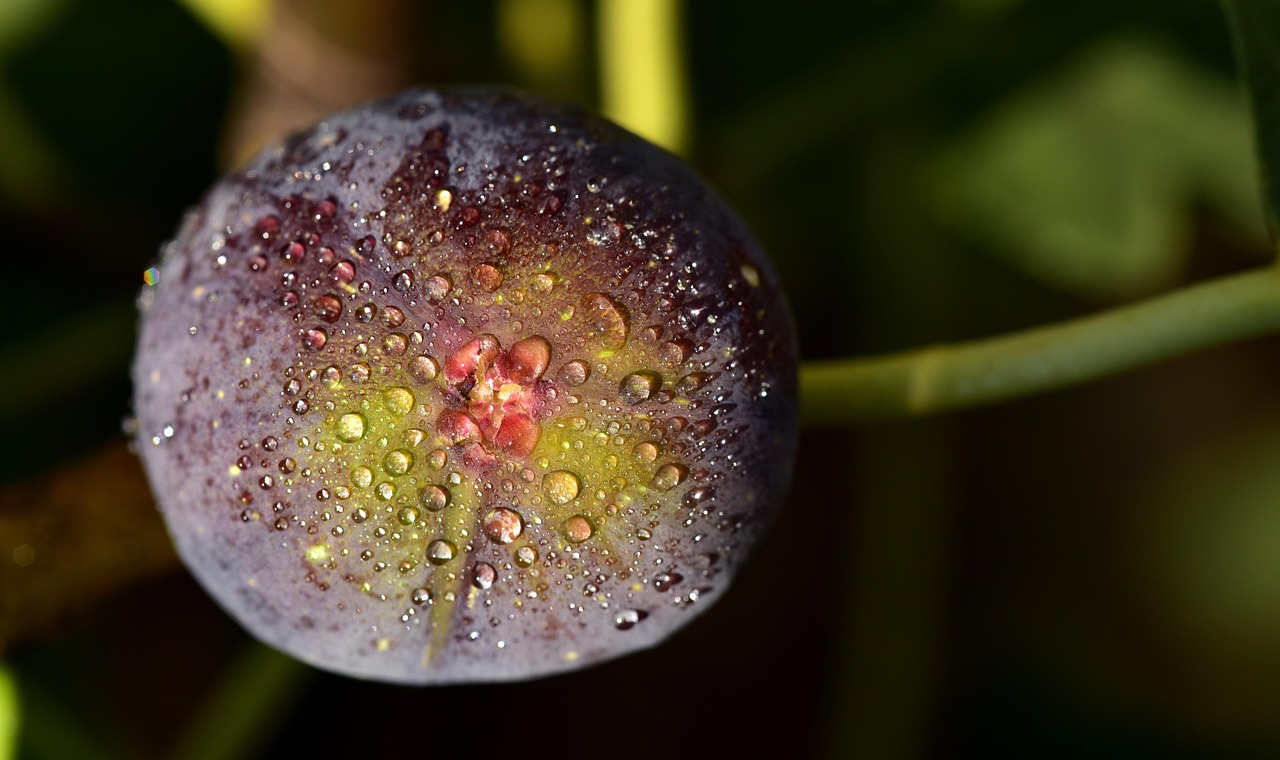 Fig
