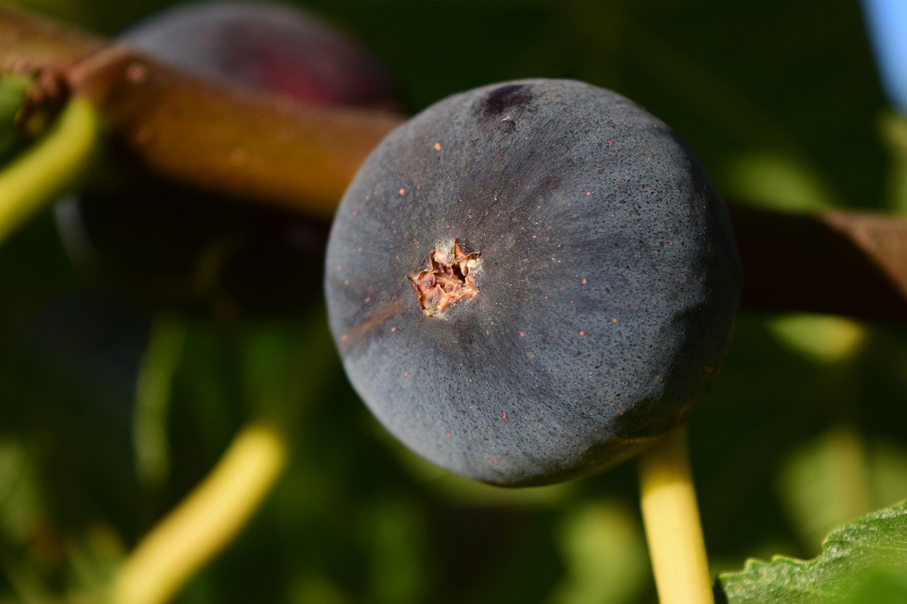 Fig