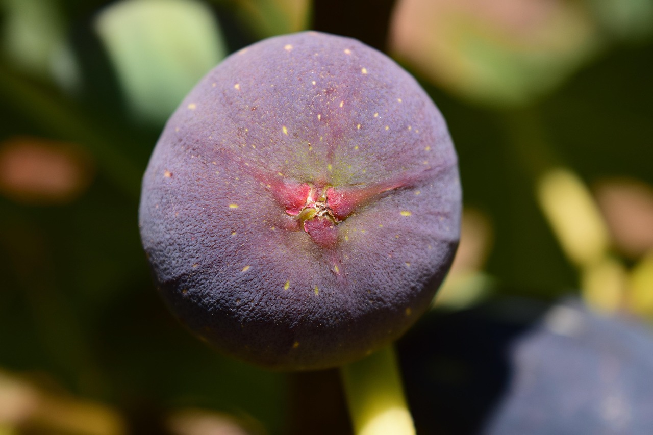 Fig