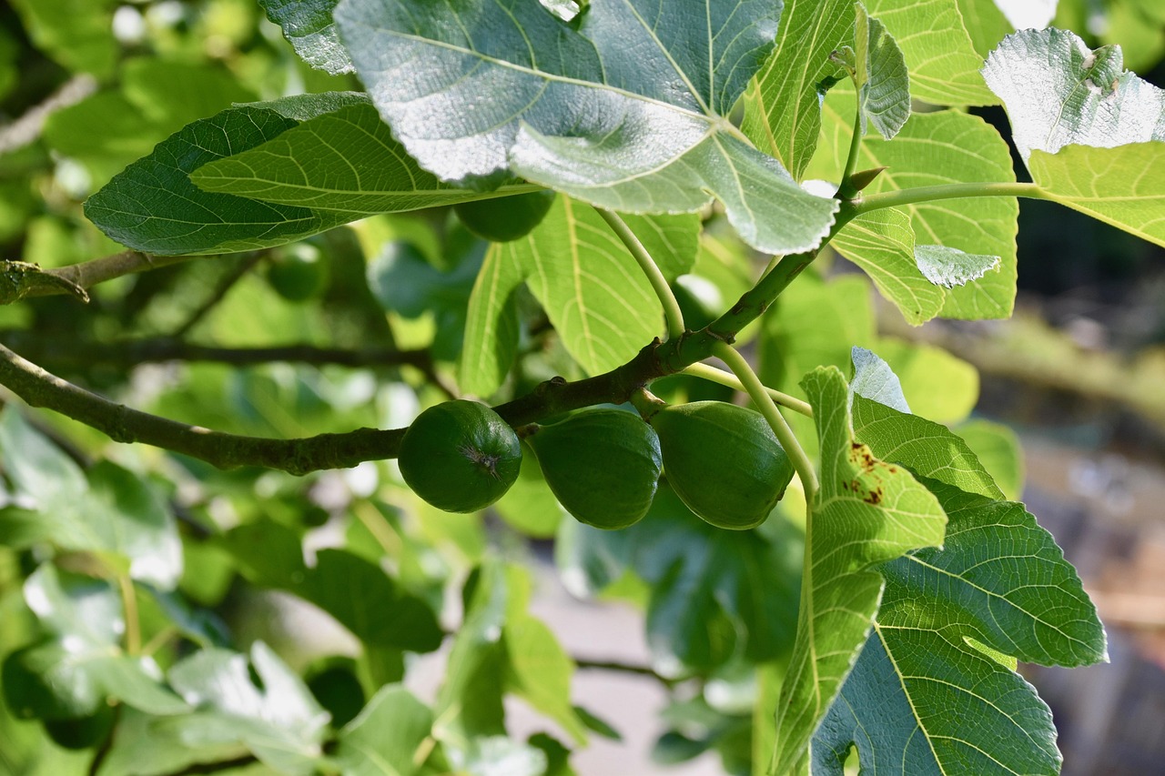Fig