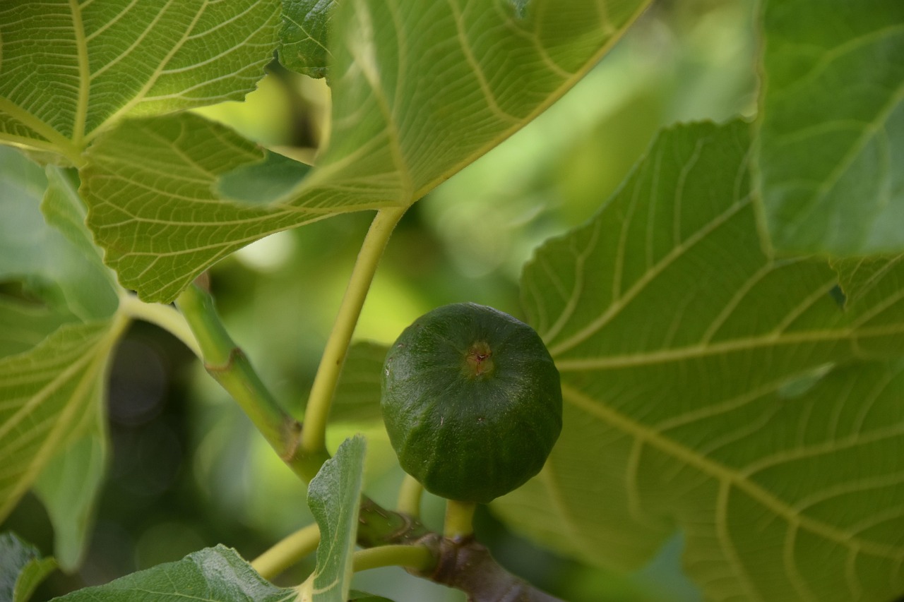 Fig