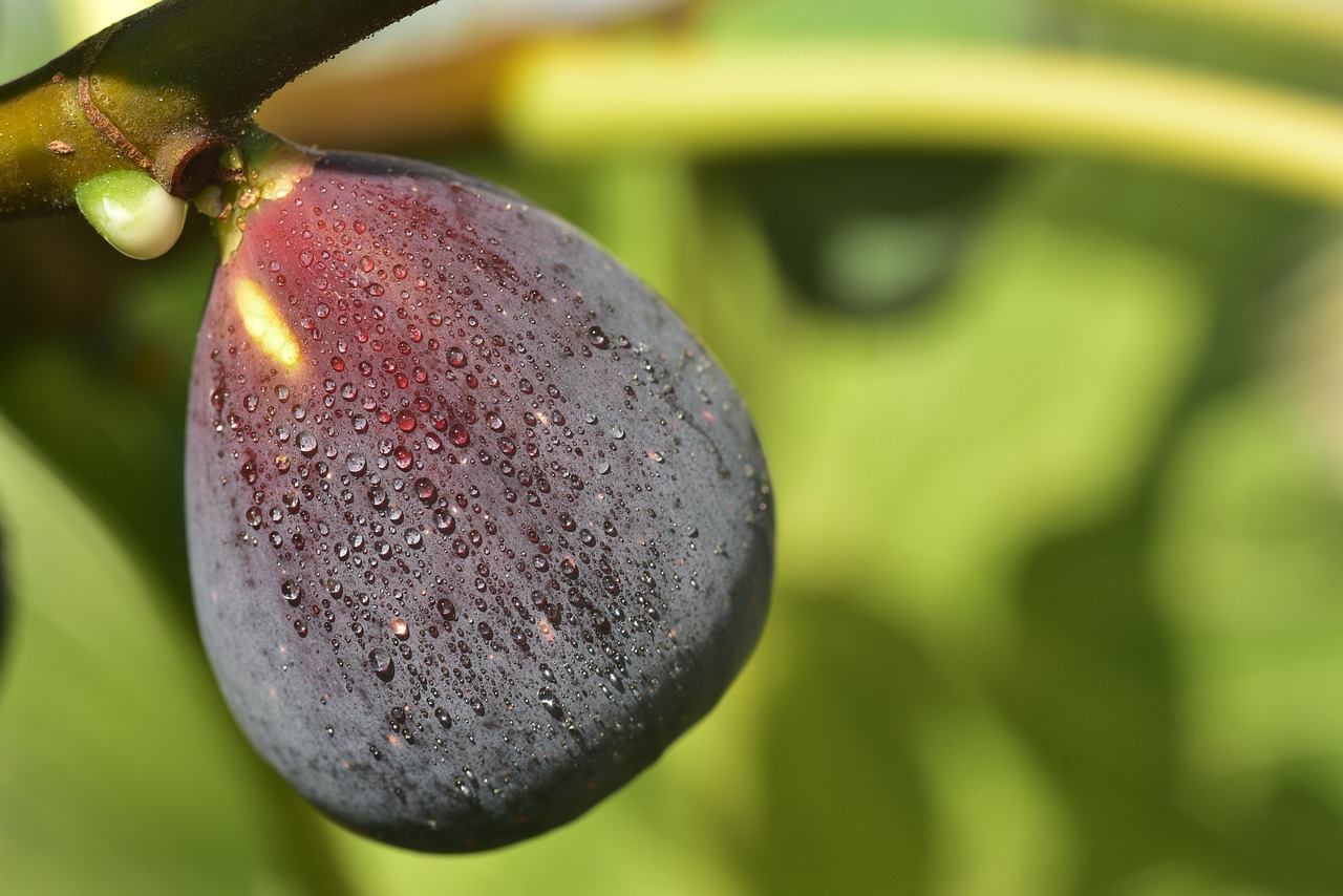 Fig