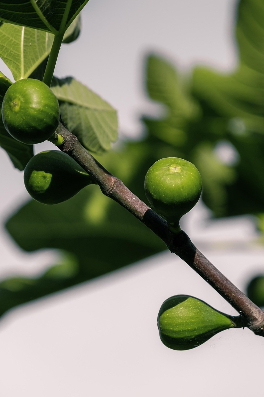 Fig