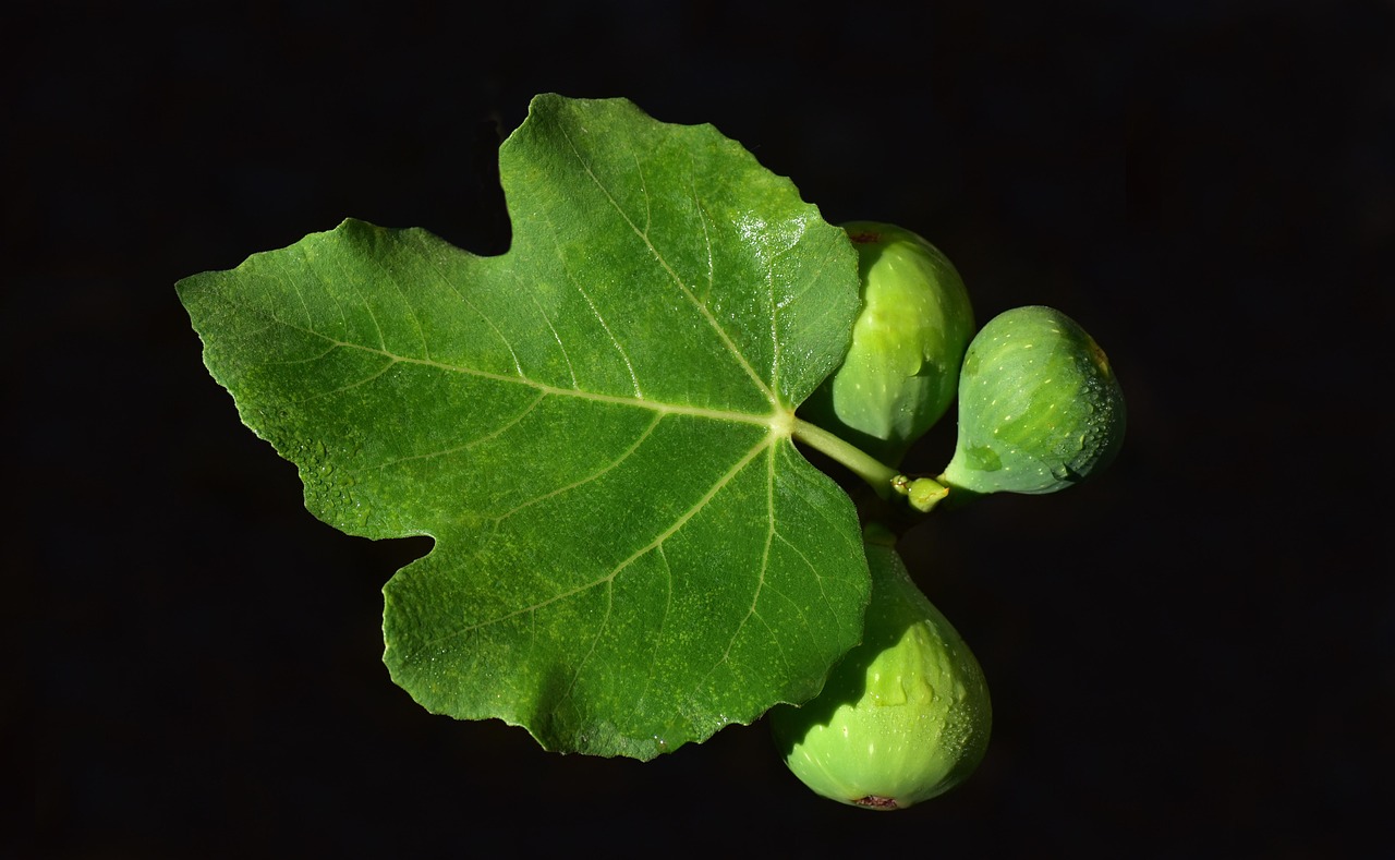 Fig