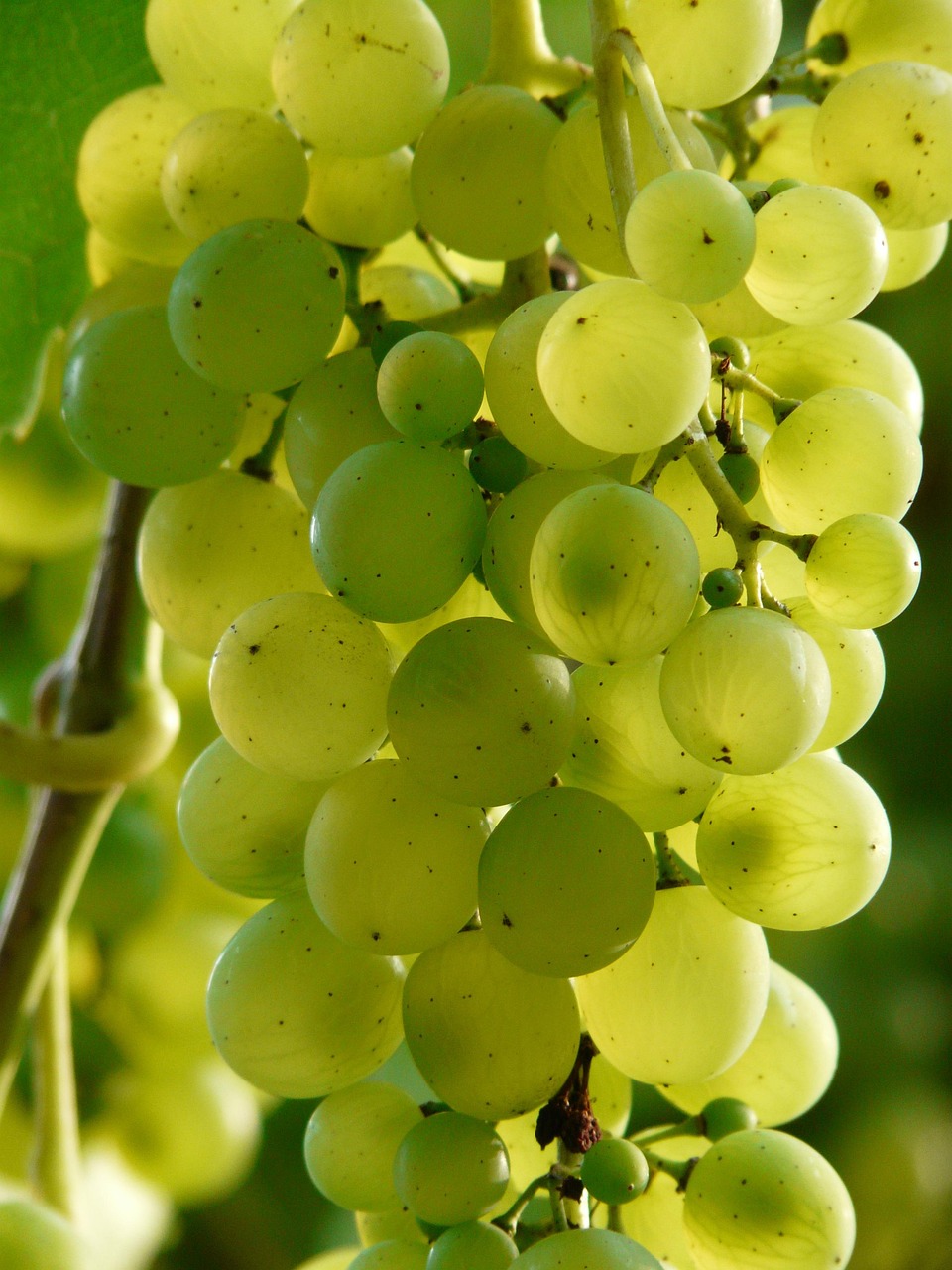 Grapes