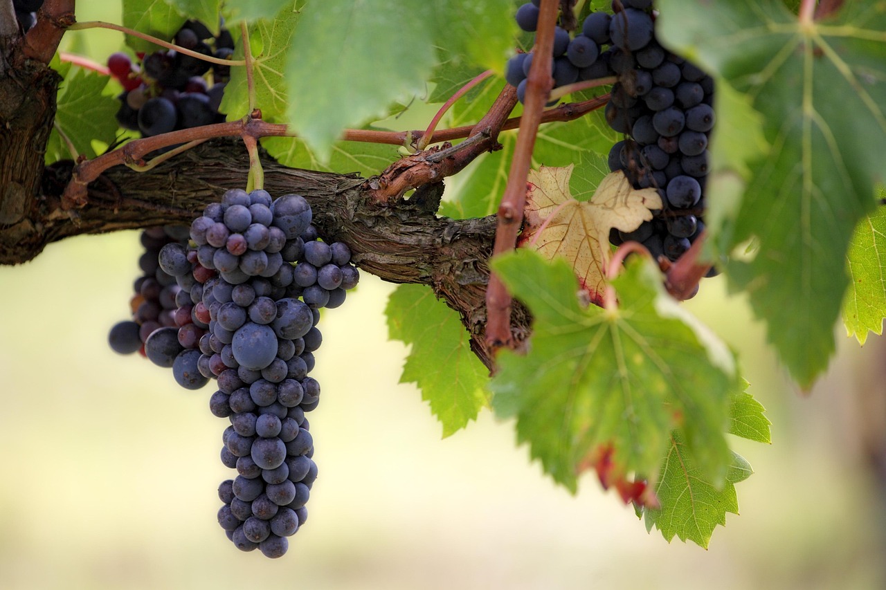 Grapes