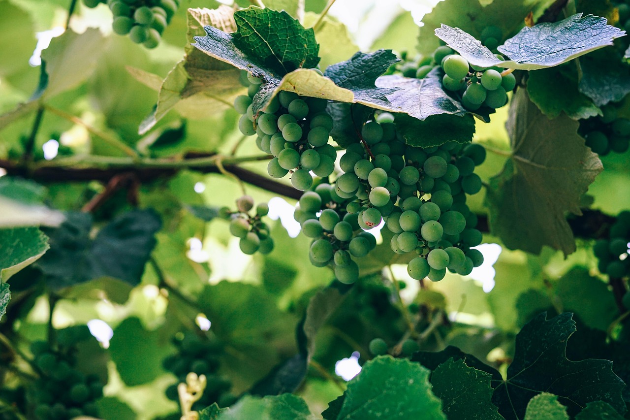 Grapes