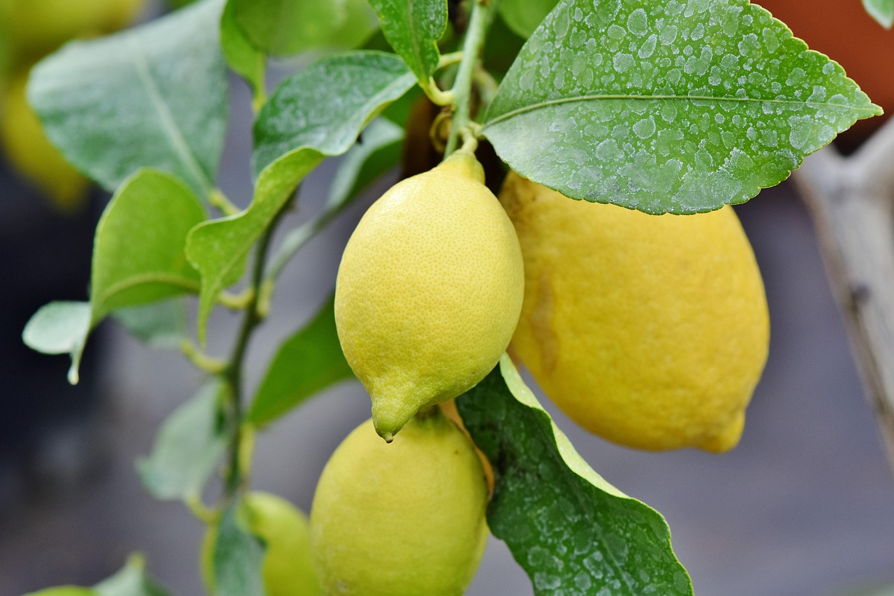 Lemon