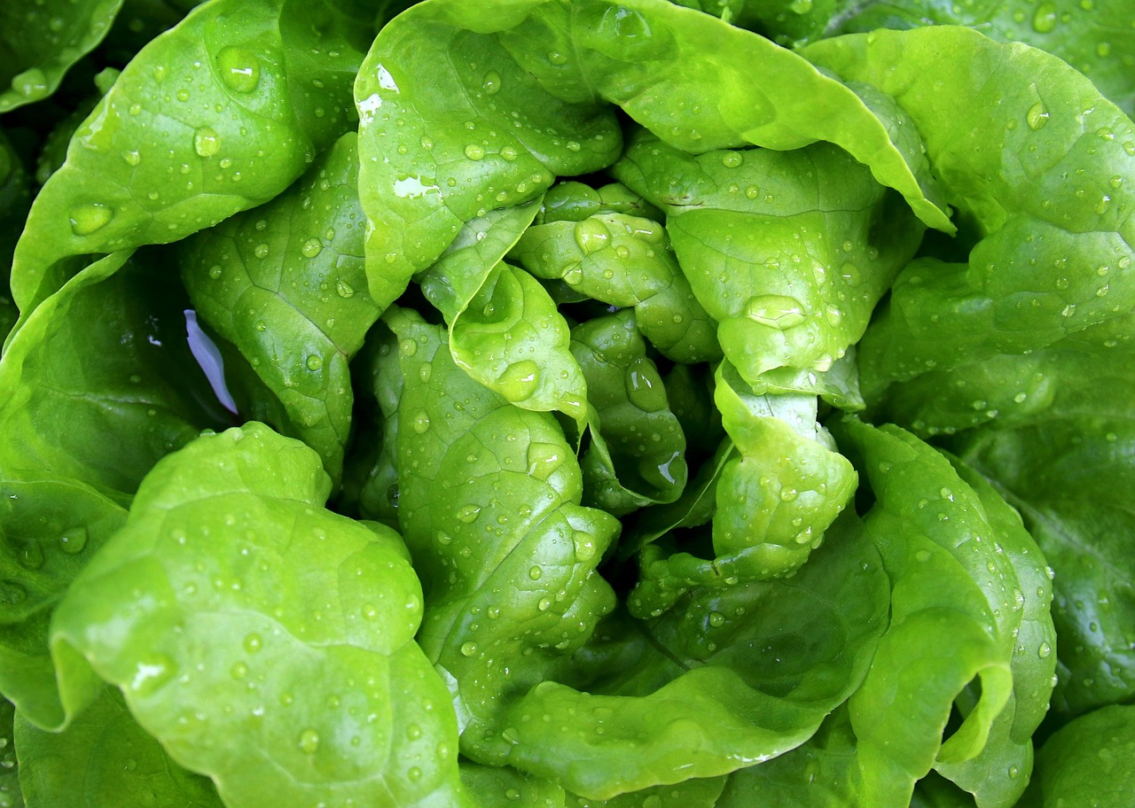Lettuce
