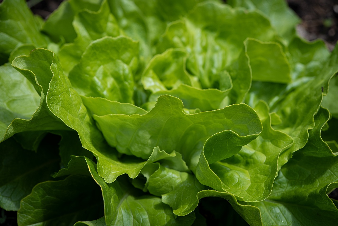Lettuce