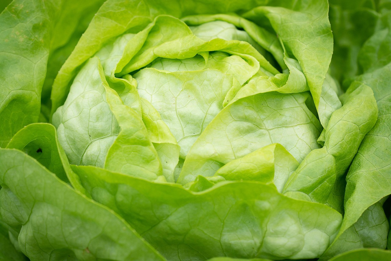 Lettuce