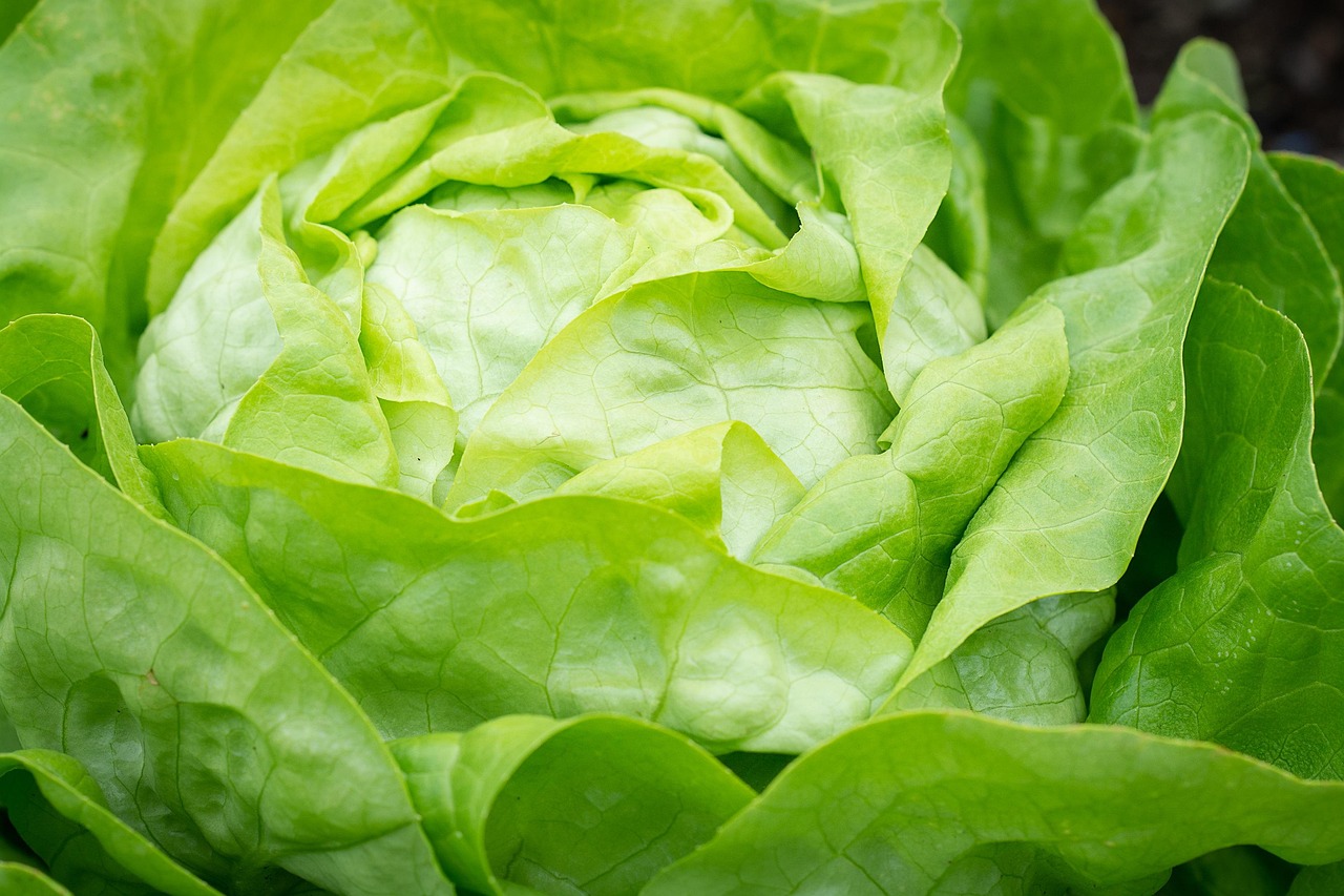 Lettuce