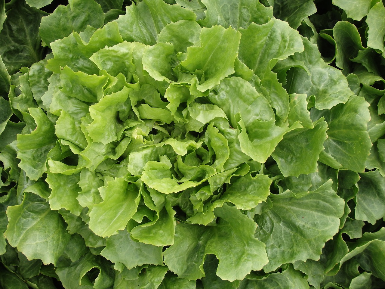 Lettuce