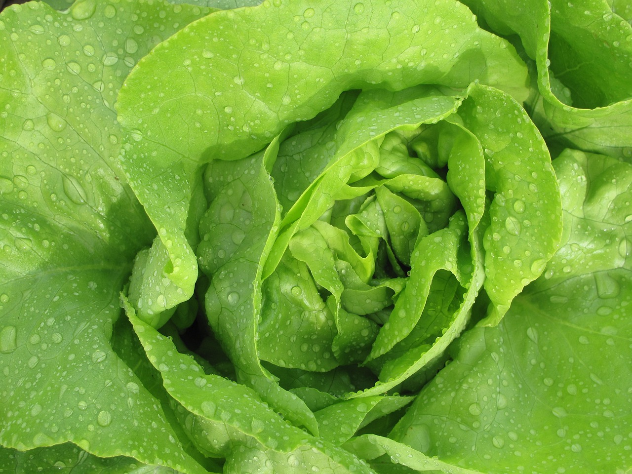 Lettuce