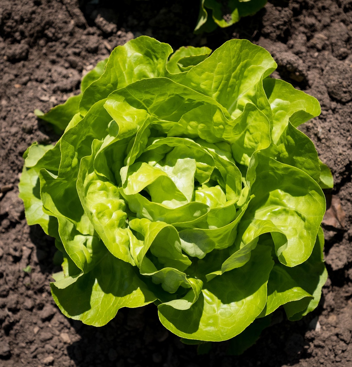 Lettuce