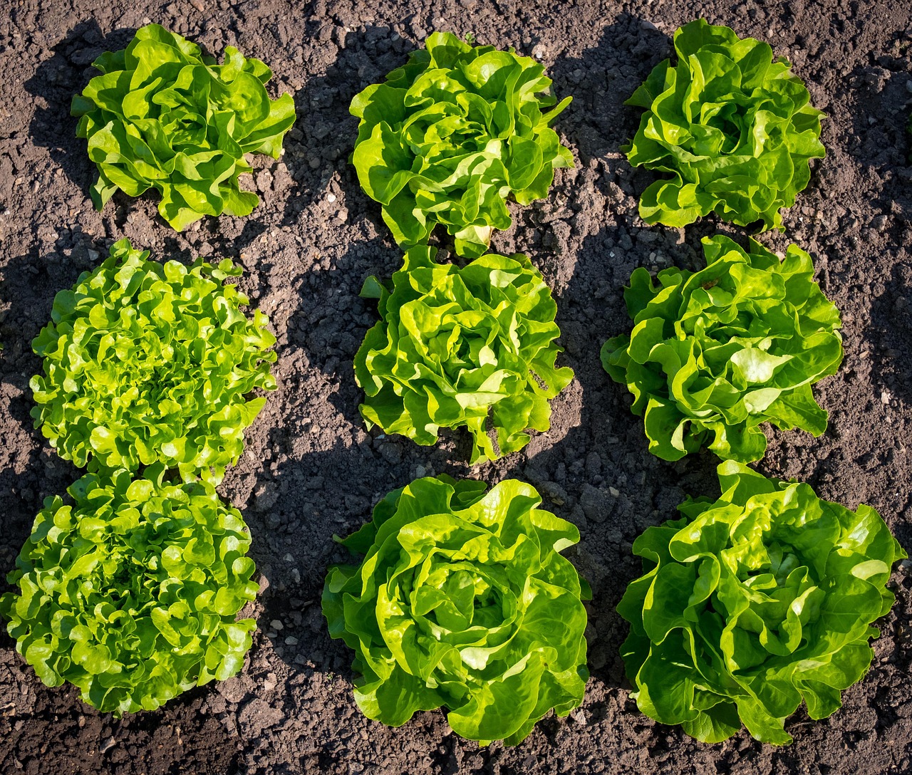 Lettuce