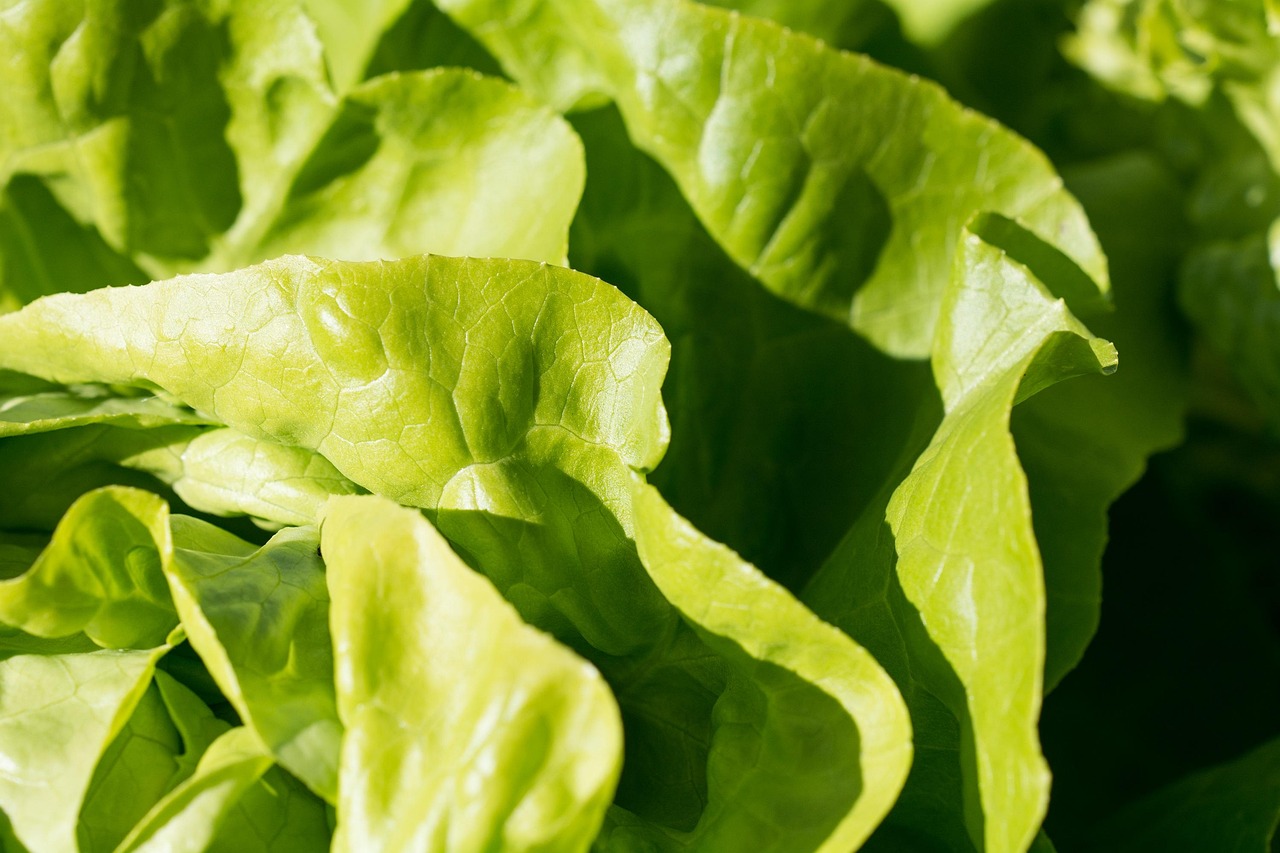 Lettuce