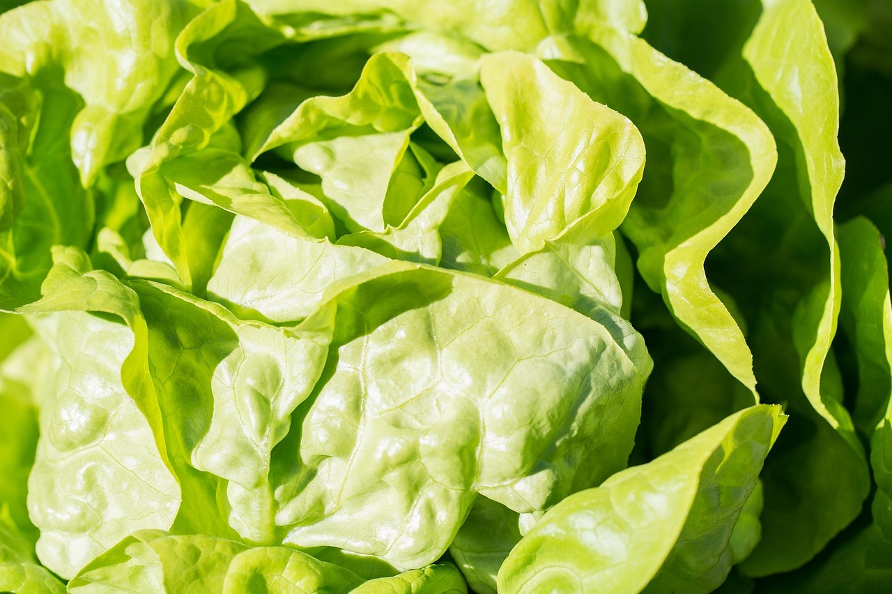 Lettuce