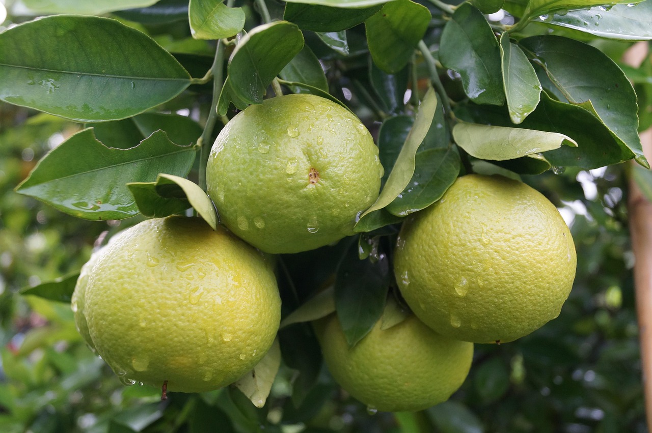 Lime